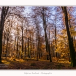 Foret_Crecy_Automne_29_11_2014_0011-border