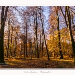 Foret_Crecy_Automne_29_11_2014_0012-border