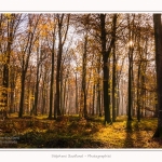 Foret_Crecy_Automne_29_11_2014_0013-border