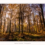Foret_Crecy_Automne_29_11_2014_0015-border