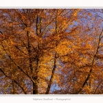 Foret_Crecy_Automne_29_11_2014_0017-border