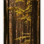 Foret_Crecy_Automne_29_11_2014_0018-border