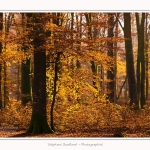 Foret_Crecy_Automne_29_11_2014_0020-border