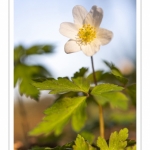 Anémone sylvie, Anémone des bois,Sylvie ,(Anemone nemorosa)