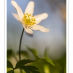 Anémone sylvie, Anémone des bois,Sylvie ,(Anemone nemorosa)