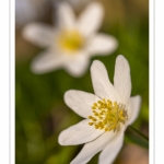 Anémone sylvie, Anémone des bois,Sylvie ,(Anemone nemorosa)