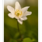 Anémone sylvie, Anémone des bois,Sylvie ,(Anemone nemorosa)