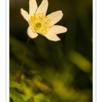 Anémone sylvie, Anémone des bois,Sylvie ,(Anemone nemorosa)