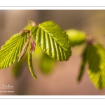 Jeunes feuilles de hêtre au printemps