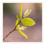 Jeunes feuilles de hêtre au printemps