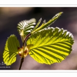 Jeunes feuilles de hêtre au printemps