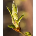 Jeunes feuilles de hêtre au printemps