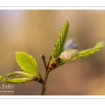 Jeunes feuilles de hêtre au printemps