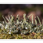 Lichen