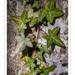 Lierre sur un tronc d'arbre