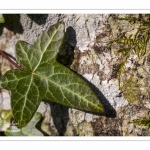 Lierre sur un tronc d'arbre