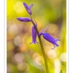 Jacinthe des bois, Jacinthe sauvage, muguet bleu (Hyacinthoides non-scripta)