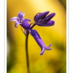 Jacinthe des bois, Jacinthe sauvage, muguet bleu (Hyacinthoides non-scripta)