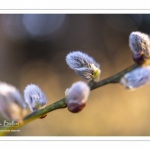 Chatons de saule