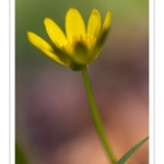 Ficaire fausse-renoncule (Ranunculus ficaria)