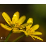 Ficaire fausse-renoncule (Ranunculus ficaria)