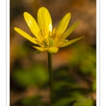 Ficaire fausse-renoncule (Ranunculus ficaria)