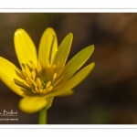 Ficaire fausse-renoncule (Ranunculus ficaria)