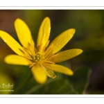 Ficaire fausse-renoncule (Ranunculus ficaria)