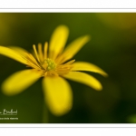 Ficaire fausse-renoncule (Ranunculus ficaria)