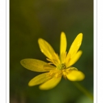 Ficaire fausse-renoncule (Ranunculus ficaria)