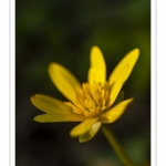 Ficaire fausse-renoncule (Ranunculus ficaria)