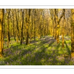 France, Somme (80), Crécy-en-Ponthieu, Fôret de Crécy,  Jacinthe des bois (Hyacinthoides non-scripta), la jacinthe sauvage // France, Somme (80), Crécy-en-Ponthieu, Fôret de Crécy, Wood Hyacinth (Hyacinthoides non-scripta), wild hyacinth