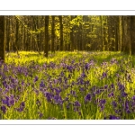 France, Somme (80), Crécy-en-Ponthieu, Fôret de Crécy,  Jacinthe des bois (Hyacinthoides non-scripta), la jacinthe sauvage // France, Somme (80), Crécy-en-Ponthieu, Fôret de Crécy, Wood Hyacinth (Hyacinthoides non-scripta), wild hyacinth