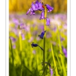 France, Somme (80), Crécy-en-Ponthieu, Fôret de Crécy,  Jacinthe des bois (Hyacinthoides non-scripta), la jacinthe sauvage // France, Somme (80), Crécy-en-Ponthieu, Fôret de Crécy, Wood Hyacinth (Hyacinthoides non-scripta), wild hyacinth