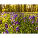 France, Somme (80), Crécy-en-Ponthieu, Fôret de Crécy,  Jacinthe des bois (Hyacinthoides non-scripta), la jacinthe sauvage // France, Somme (80), Crécy-en-Ponthieu, Fôret de Crécy, Wood Hyacinth (Hyacinthoides non-scripta), wild hyacinth