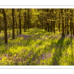 France, Somme (80), Crécy-en-Ponthieu, Fôret de Crécy,  Jacinthe des bois (Hyacinthoides non-scripta), la jacinthe sauvage // France, Somme (80), Crécy-en-Ponthieu, Fôret de Crécy, Wood Hyacinth (Hyacinthoides non-scripta), wild hyacinth