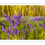 France, Somme (80), Crécy-en-Ponthieu, Fôret de Crécy,  Jacinthe des bois (Hyacinthoides non-scripta), la jacinthe sauvage // France, Somme (80), Crécy-en-Ponthieu, Fôret de Crécy, Wood Hyacinth (Hyacinthoides non-scripta), wild hyacinth