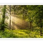 Raies de lumière en forêt de Crécy