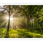 Raies de lumière en forêt de Crécy