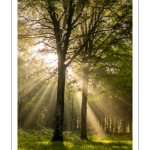 Raies de lumière en forêt de Crécy