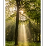 Raies de lumière en forêt de Crécy