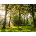 Raies de lumière en forêt de Crécy