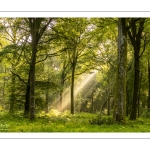 Raies de lumière en forêt de Crécy