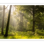 Raies de lumière en forêt de Crécy