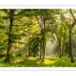 Raies de lumière en forêt de Crécy