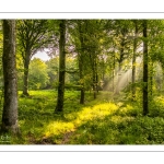 Raies de lumière en forêt de Crécy