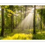 Raies de lumière en forêt de Crécy