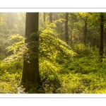 Raies de lumière en forêt de Crécy