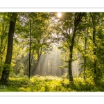 Raies de lumière en forêt de Crécy