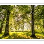 Raies de lumière en forêt de Crécy